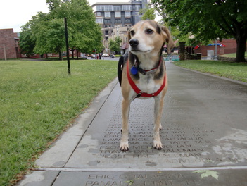 University of Arkansas, Senior Walk, Dog, Dickson Street