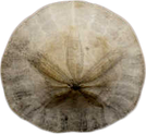 World Record Size Sand Dollar Eric Talaska