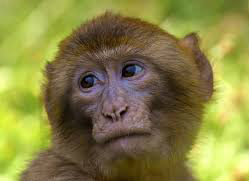 Endangered Primate