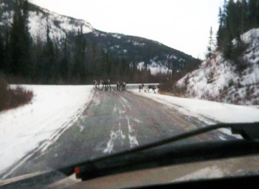 Alcan Winter Wildlife in Road